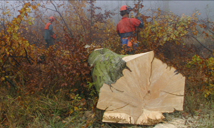 Le bois, ressource naturelle - L'exploitation forestière - 2mn 26s